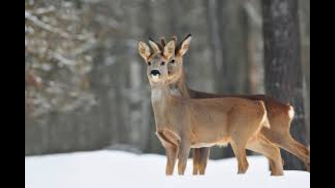 sodaka guarded the house and noticed a roe deer