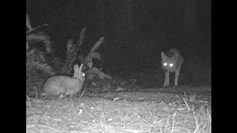 Coyote vs Rabbit