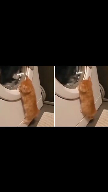 Curious Kitten Adorably Watches Washing Machine