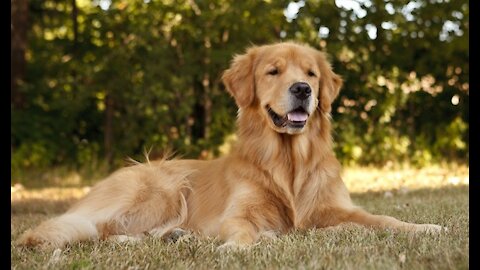 Funny And Cute Golden Retriever Puppy Compilation