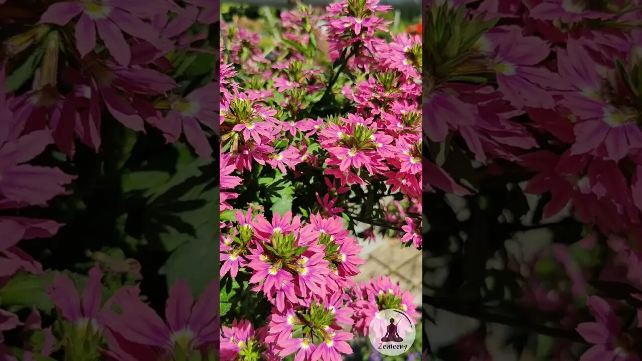 Vibrant Fairy Fanflower in Bloom