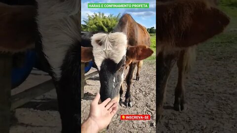 boi cabeludo no Haras e Confinamento Profeta #shorts #agro #animals #roça #bicho #confinamento #boi