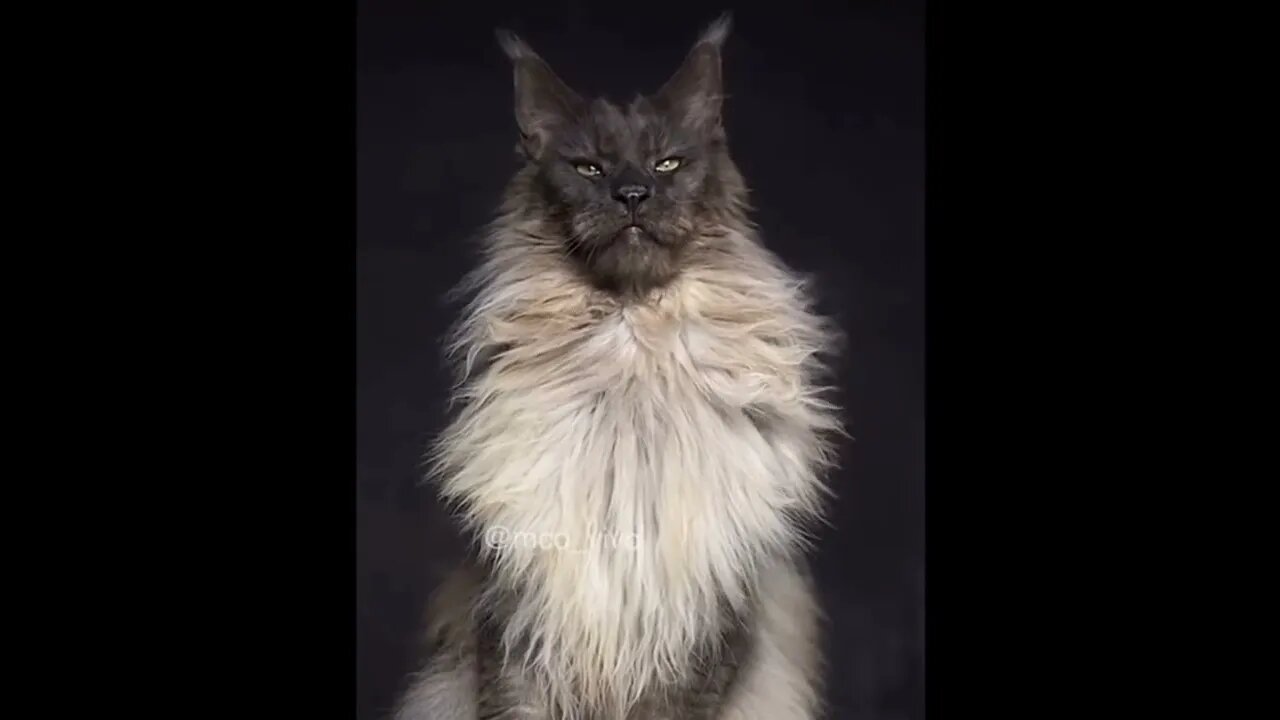 Majestic #MaineCoon #cats