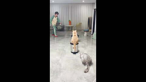 funny animal