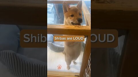 Shibas are LOUD