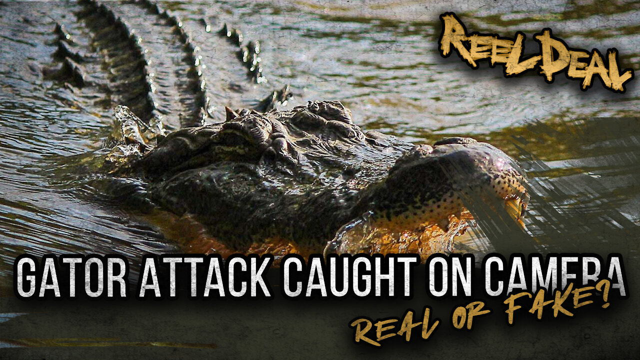 Alligator ATTACK!! Real or Fake? Video Analysis