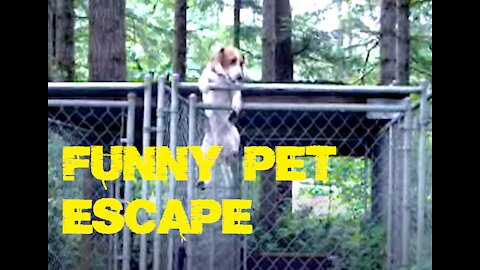 Funny Pet Escape