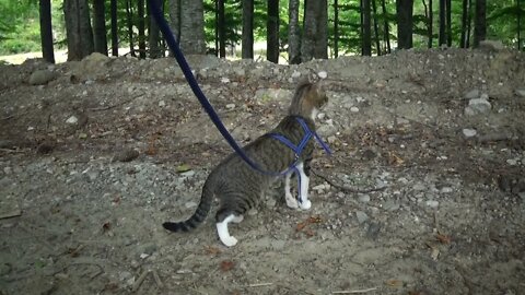 Kitten Rudolph Discovers a Camping Place in the Mountains