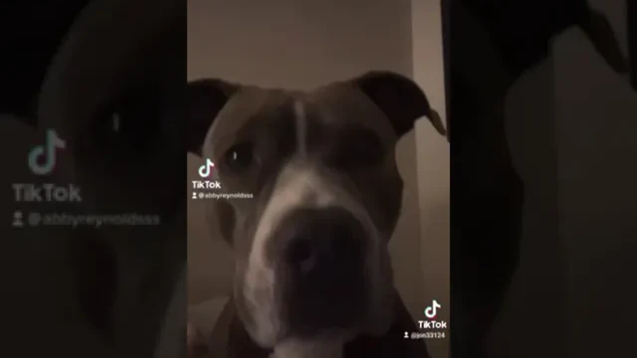 This dog wants the smoke #pitbull #shorts #funnydogs #viralvideo