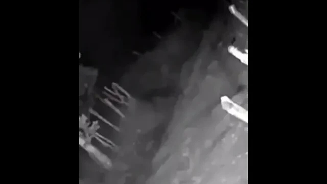 Creature captured on deer cam.