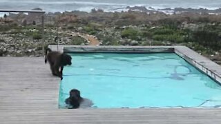 Des babouins batifolent dans sa piscine