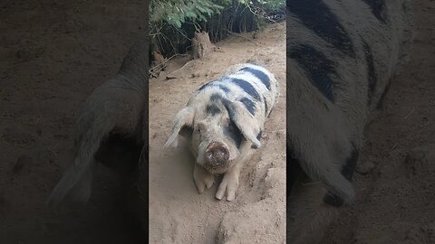 Sasquatch has a Sunday morning face to face chat with the belligerent boar about the new pig paddock