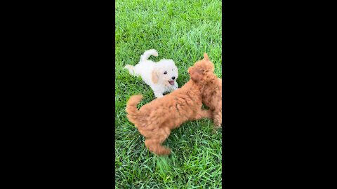 Dog Fight - funny dog fight videos