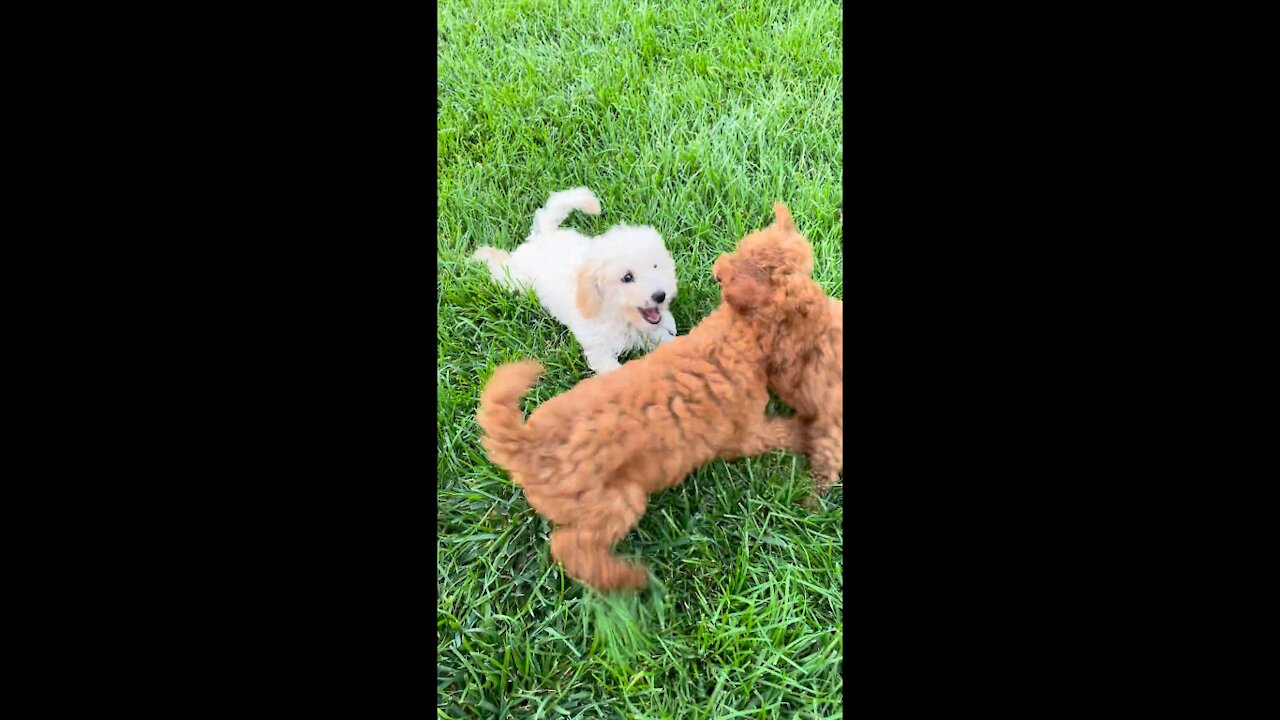 Dog Fight - funny dog fight videos