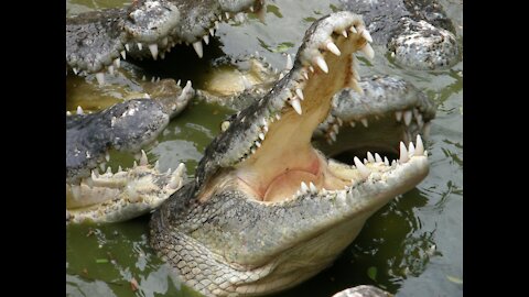 Crocodile Catches Cheetah