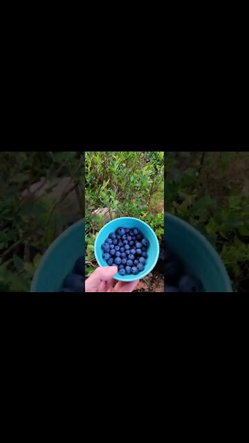 Blueberries in Pouches - 5 Year Update #shorts