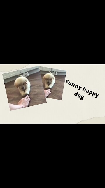 Adorable Labrador Puppy Happy DOG