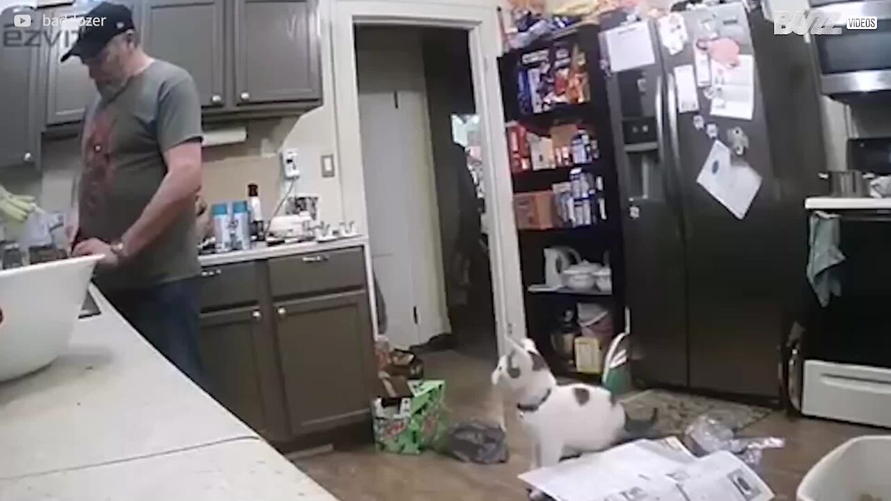 Un chat à l'instinct bien peu développé!
