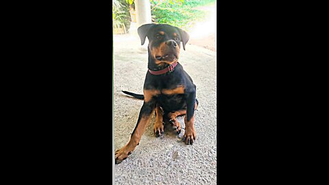 Rottweiler Dog pappy