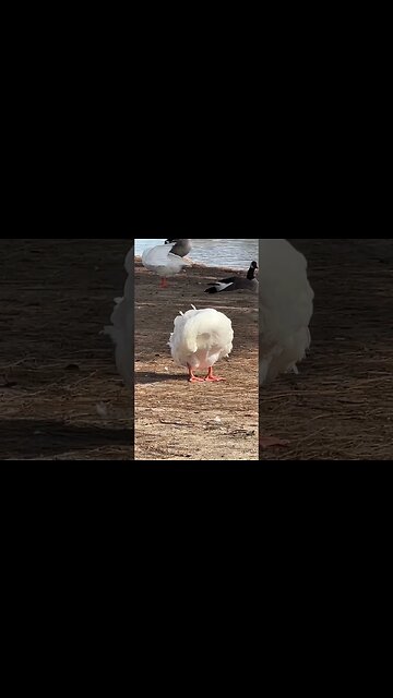 The Most Terrifying Goose In America #Shorts