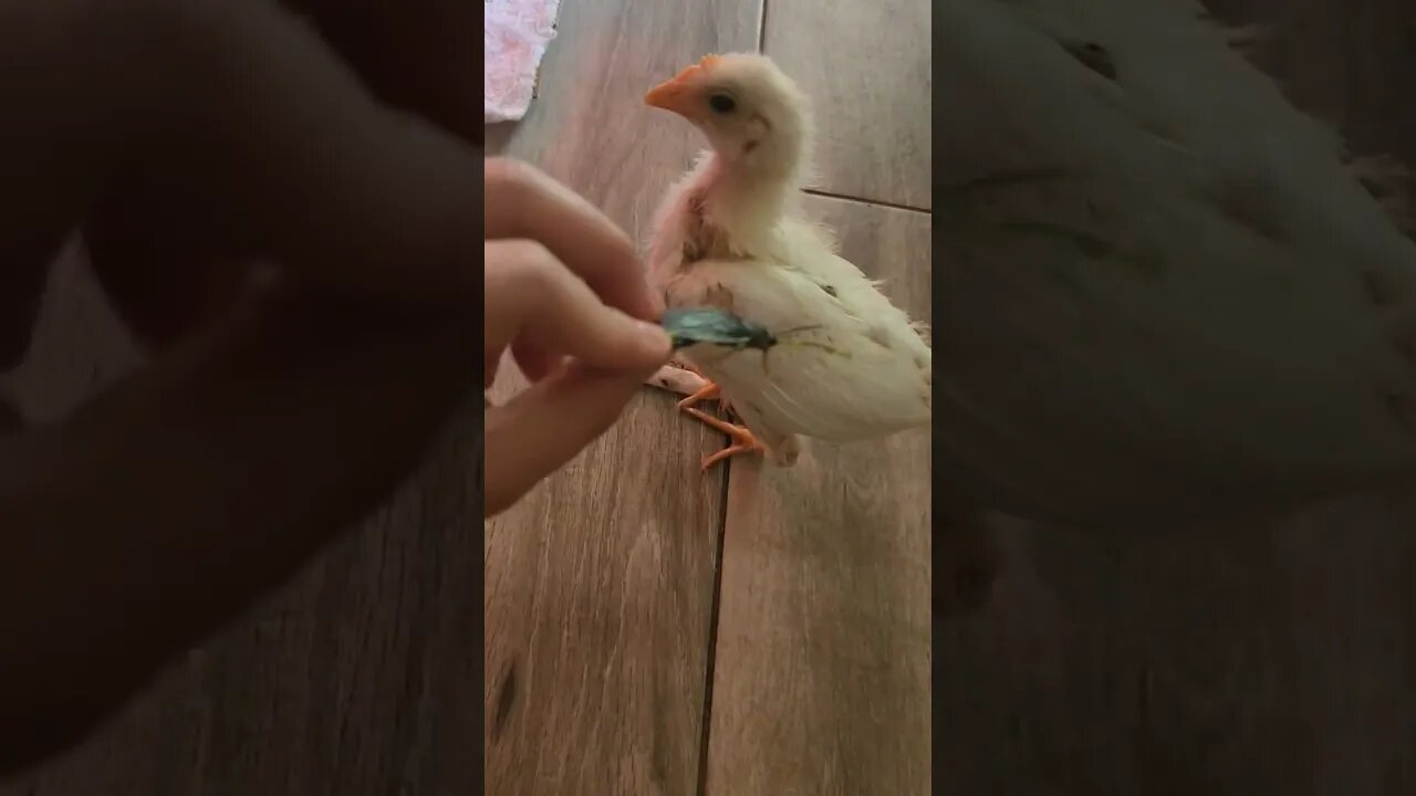 This Was Entertaining 😅 #chick😇#funny #cute