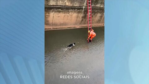 De encher os olhos: Bombeiros resgatam cãozinho de dentro do Córrego Figueirinha em GV.