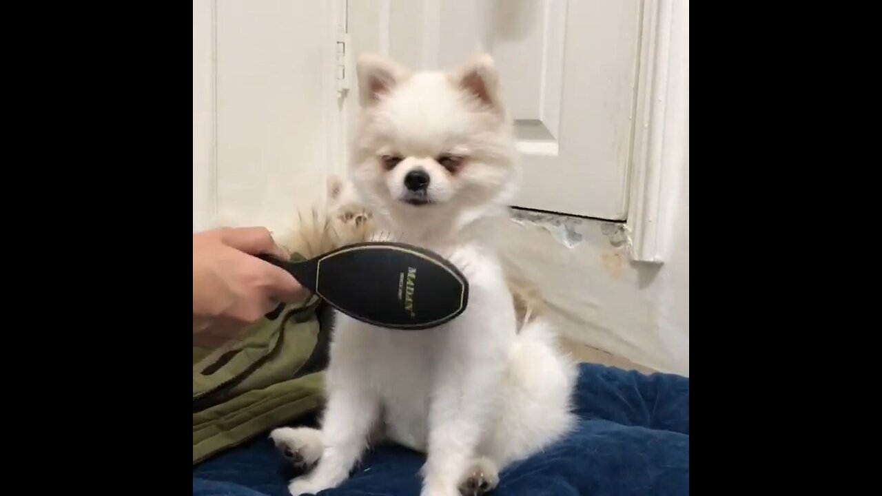 Pomeranian nearly falls asleep during grooming session