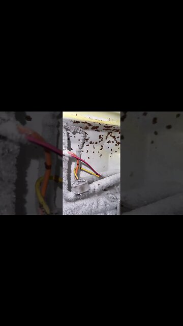 Refrigerator infested with roaches