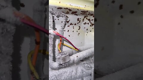 Refrigerator infested with roaches