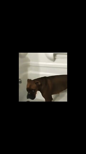 So sweet boxer dog 🥰🥰🥰 #shorts #shortsfeed #clips #shortvideo