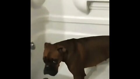 So sweet boxer dog 🥰🥰🥰 #shorts #shortsfeed #clips #shortvideo