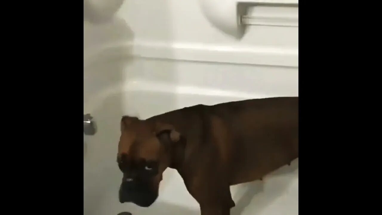 So sweet boxer dog 🥰🥰🥰 #shorts #shortsfeed #clips #shortvideo