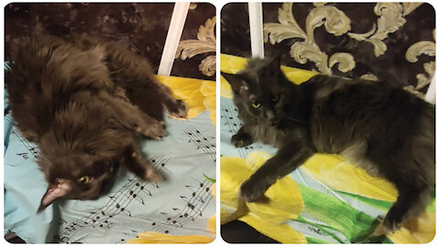 Black maine coon loves to play