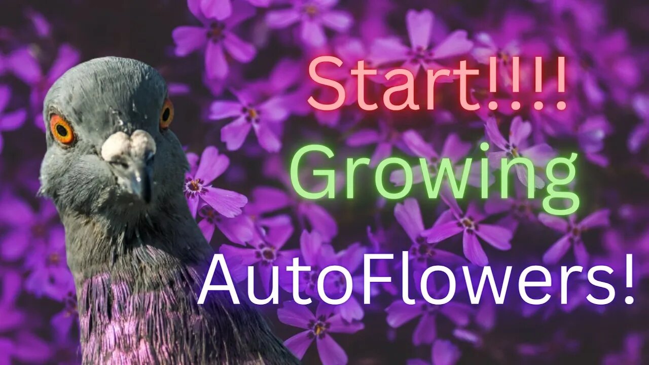 START GROWING AUTO FLOWERS!!!