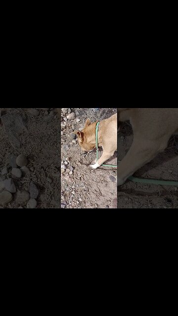 eating rattlesnakes #pitbull