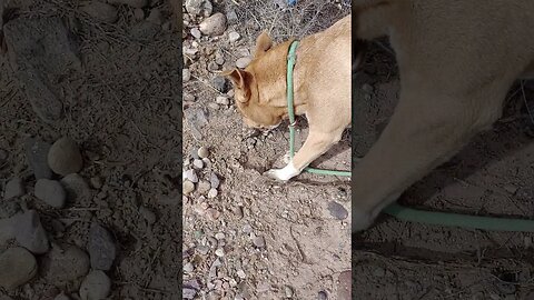 eating rattlesnakes #pitbull