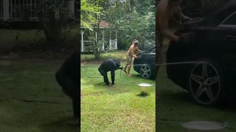 Chimpanzé Ajuda a Lavar o Carro #shorts