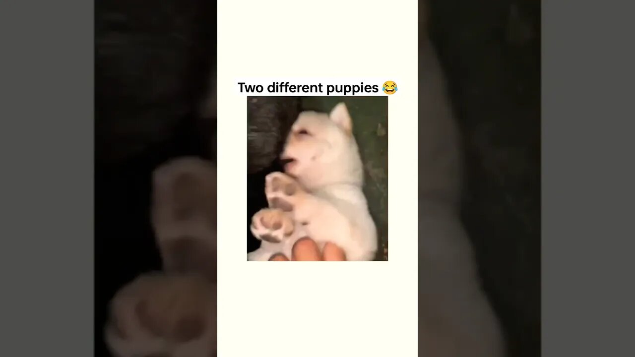 different Types Puppies 😂 #funny #shorts #dog #2022