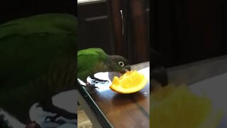 My bird chirping whilst eating an orange 🍊