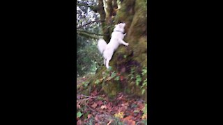 Simba Samoyed superstar