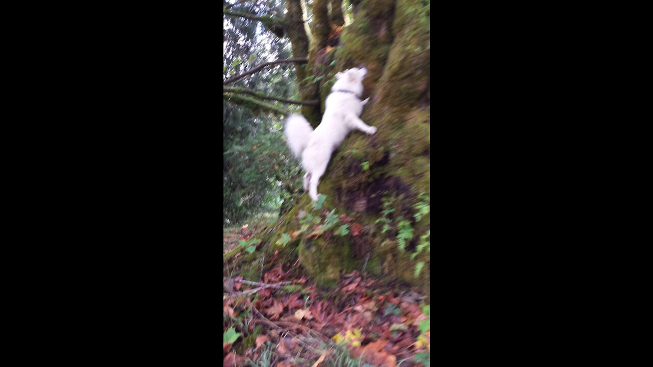 Simba Samoyed superstar