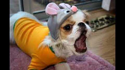 The cutest Barks you will hear TODAY!