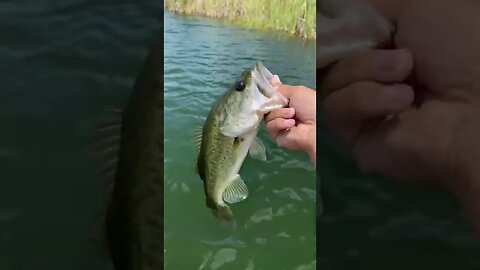 Caught this bass on the boat