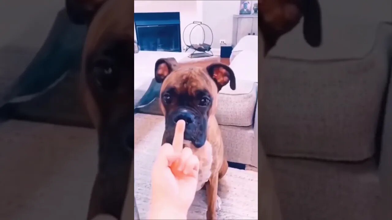 #shorts Смешные Собаки Из Тик Тока 42 Funny Dogs From Tiktok