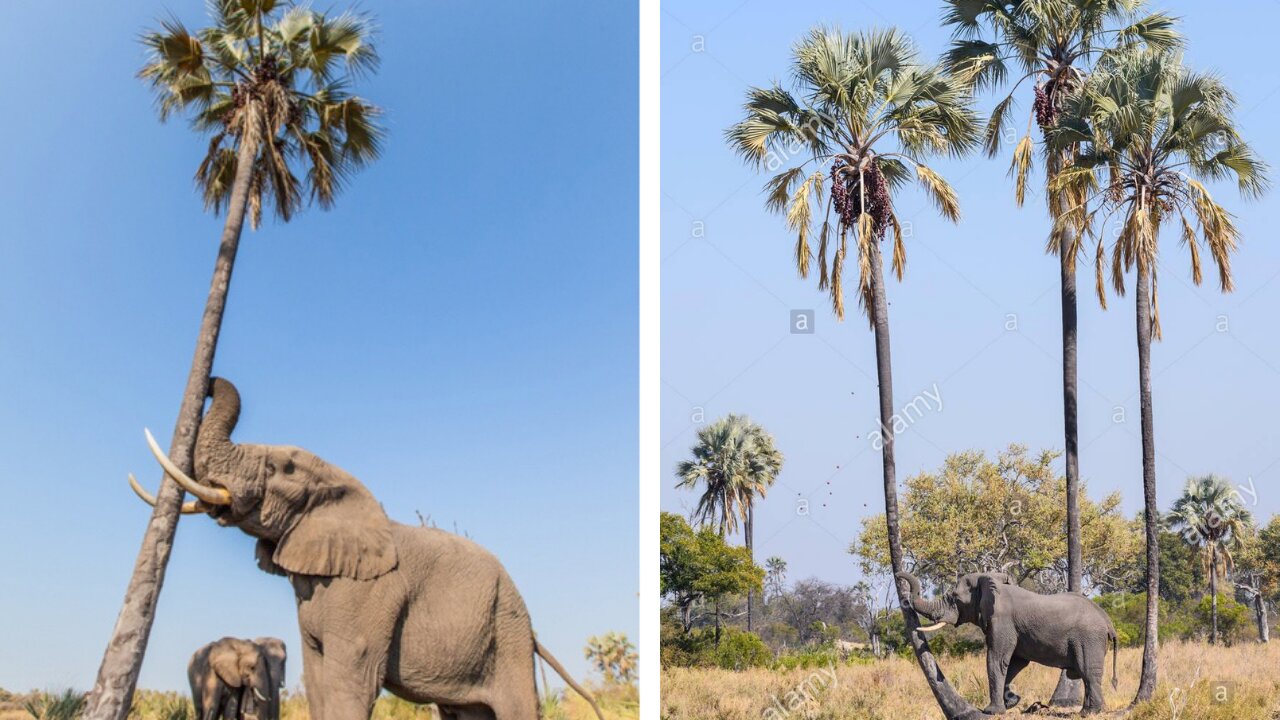 Smart elephant shaking a palm tree for food in Botswana.