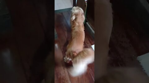 golden dog
