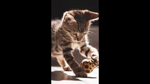 Interesting - Cat Playing with Ball !