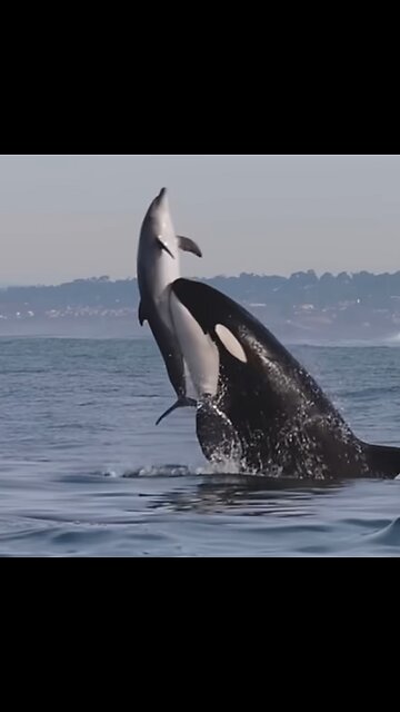 Killer Whales will never be denied! Amazing clip from Gone Whale Watching in San Diego! #orca