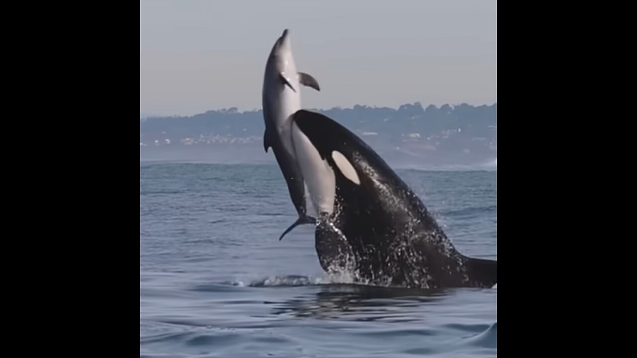 Killer Whales will never be denied! Amazing clip from Gone Whale Watching in San Diego! #orca