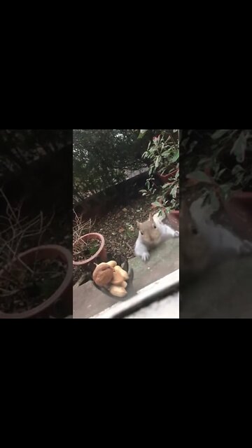 Happy Day from Squirrel